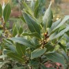 Саженец Лавра благородного (Laurus nobilis): фото и описание