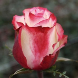 Роза Свитнесс (Sweetness)