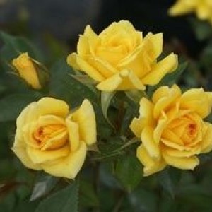 Роза Йеллоу Эвелин (Yellow Eveline) (спрей)