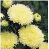 Саженец Астры Хризантелла Лимончелло (Chrysantella Limoncello): фото и описание