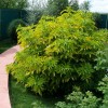 Саженец бузины красной Плюмоза амуреа (Plumosa Aurea) : фото и описание