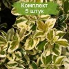 Саженцы бересклета Сильвер Квин (Silver Queen) - 5 шт.: фото и описание
