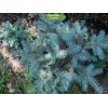 Саженцы Ели Голубая Мисти Блу (Misty Blue) 20-40 см - 5 шт.: фото и описание