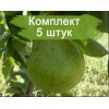 Саженцы груши Ноябрьская - 5 шт.: фото и описание