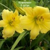 Саженцы лилейника Биг Тайм Хеппи (Big Time Happy) - 5 шт.: фото и описание