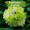 Саженцы пиона древовидный Грин Джейд (Green Jade) - 5 шт.: фото и описание