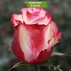Комплект 5шт / Роза Свитнесс (Sweetness)