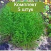 Саженцы сантолины зеленоватой - 5 шт.: фото и описание