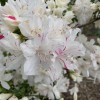 Саженец рододендрона Гейша Вейс (Geisha Weiss) (белый): фото и описание