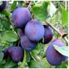 Саженец Сливы Кубанская ранняя: фото и описание