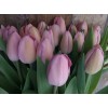 Срезка Луковица Тюльпанаов на 8 марта оптом Луковица Тюльпана Розали (Rosalie): фото и описание