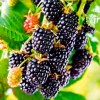 Саженец ежевики Черный бархат: фото и описание