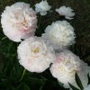 Саженец пиона Enchanteresse (Аншантрес): фото и описание