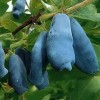 Саженец жимолости Бакчарский великан: фото и описание